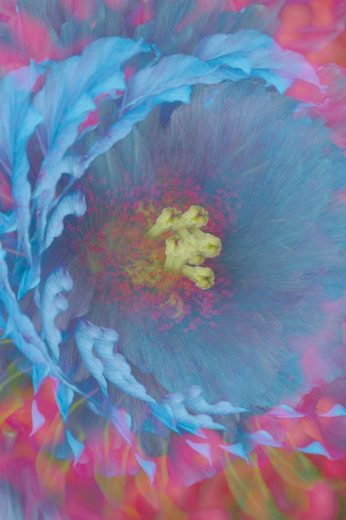 Dizzy Blue Poppy