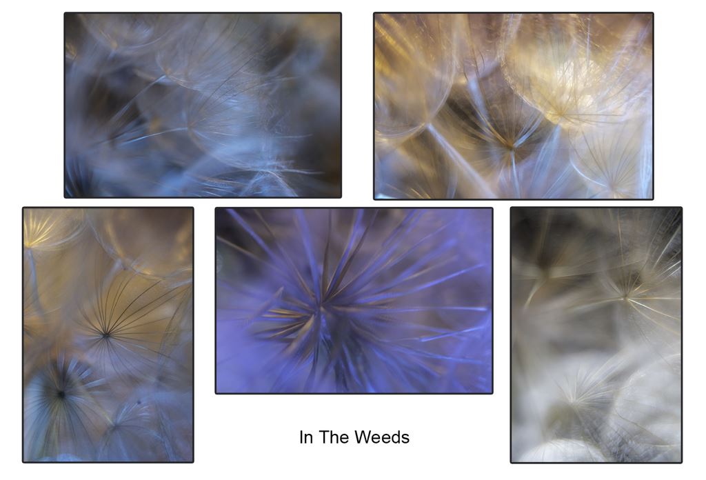 In the Weeds