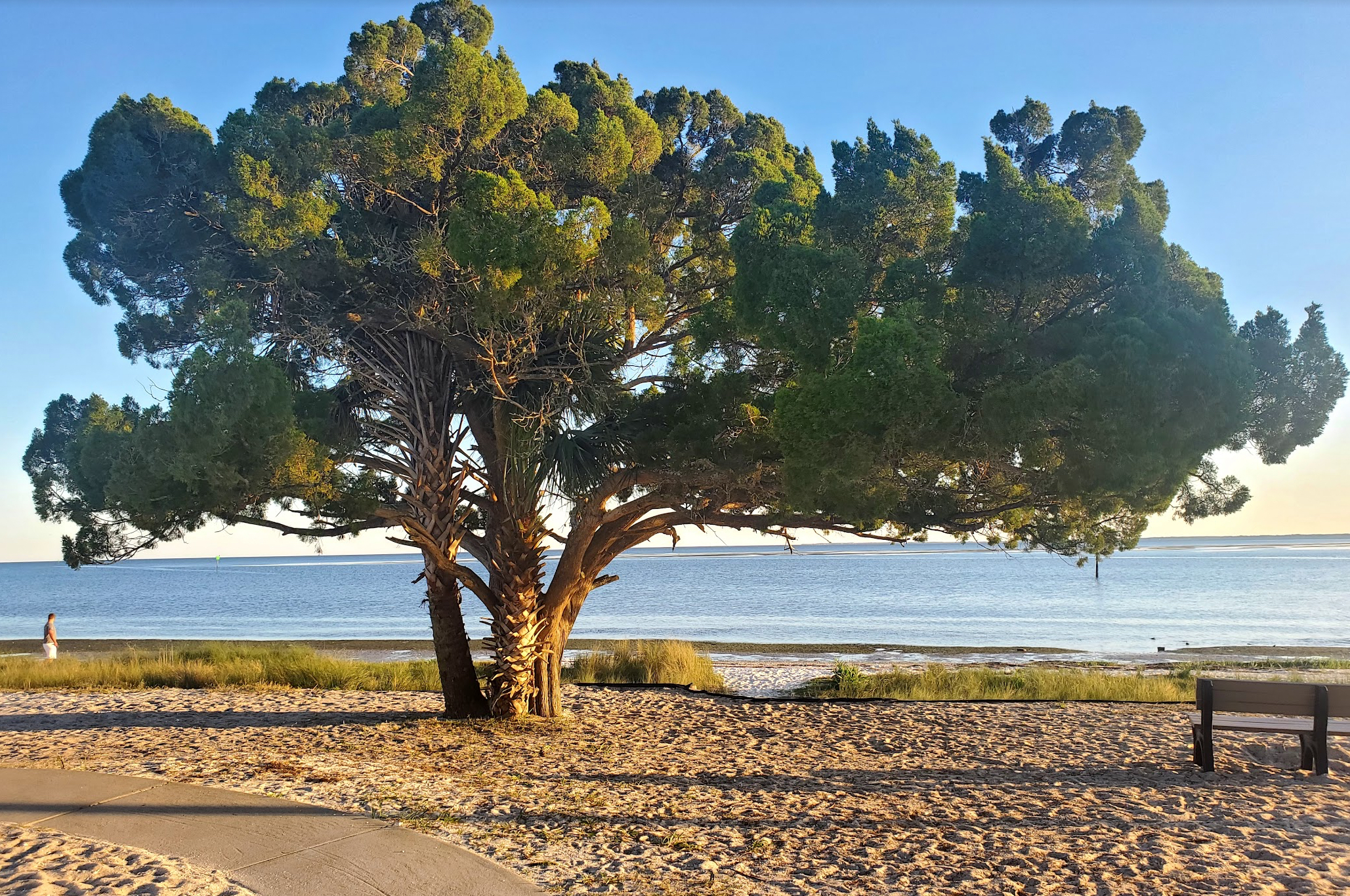 Shell point tree
