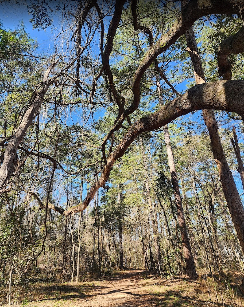 Miccosukee greenway1