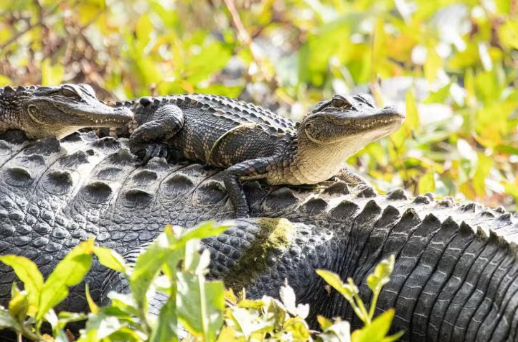 Baby gator