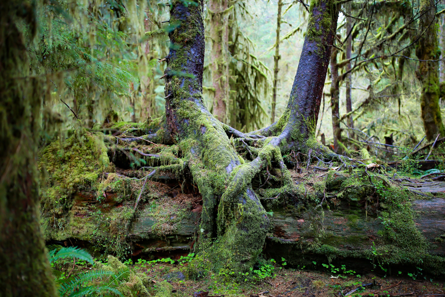 forest_nurse_log.jpg