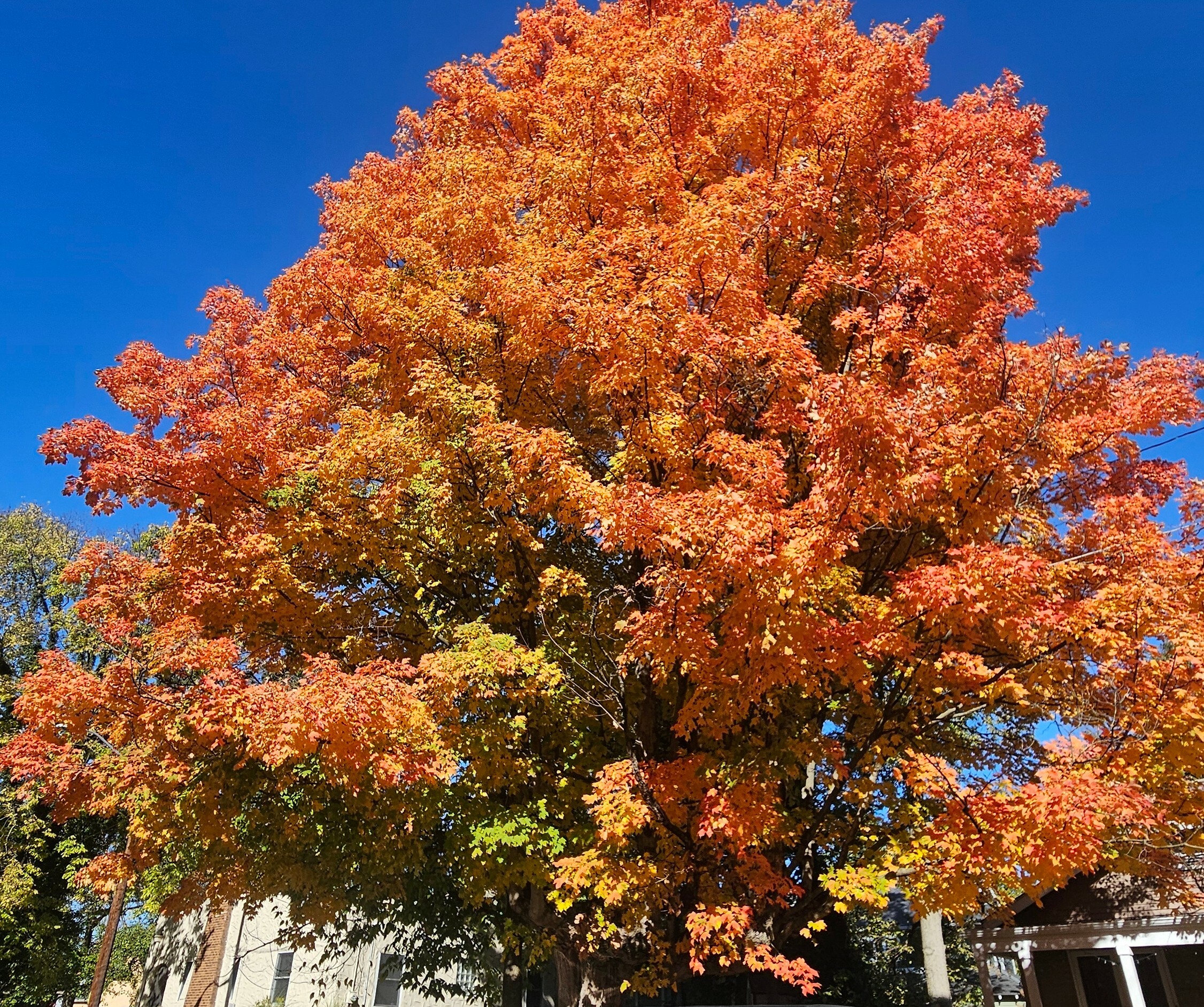 fall tree
