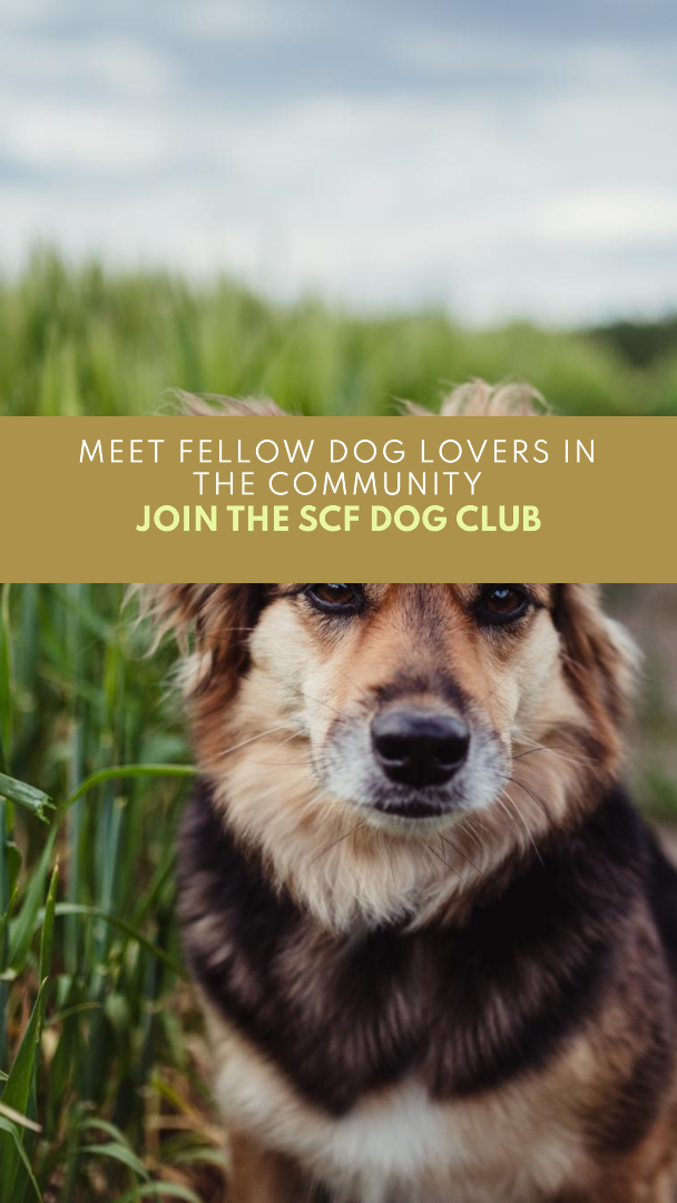 Dog_Club_Picture.png
