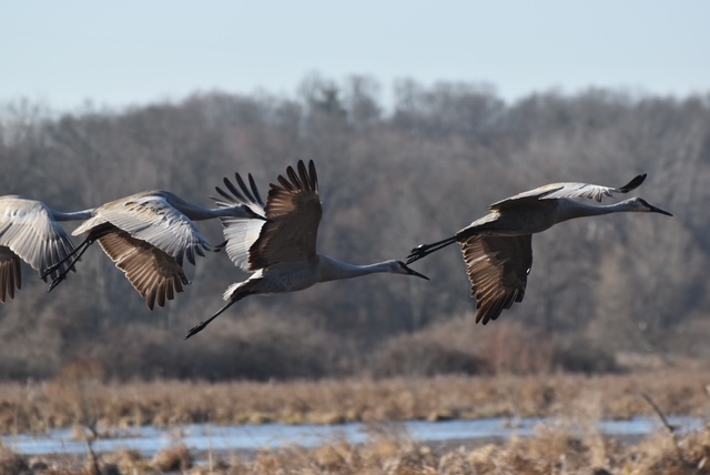 Sandhill Cranes