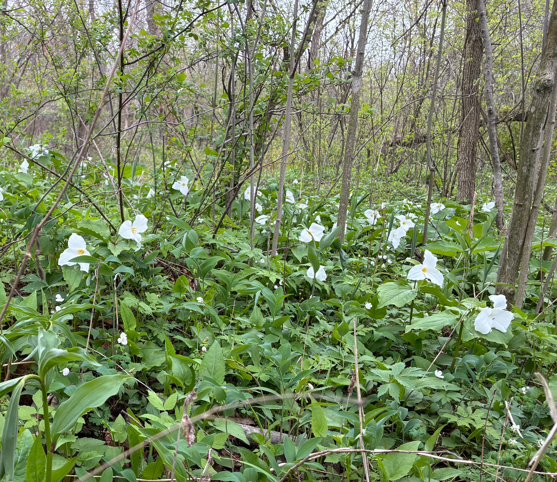 Trilliums