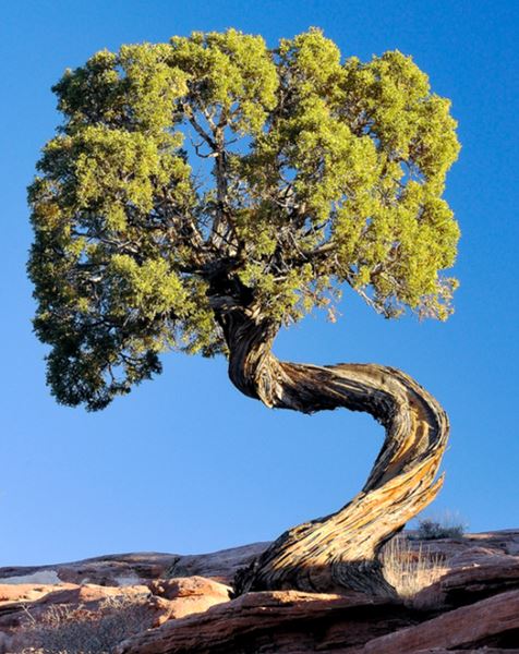 Southwest Trees in Ink and Watercolor with Allen Reamer