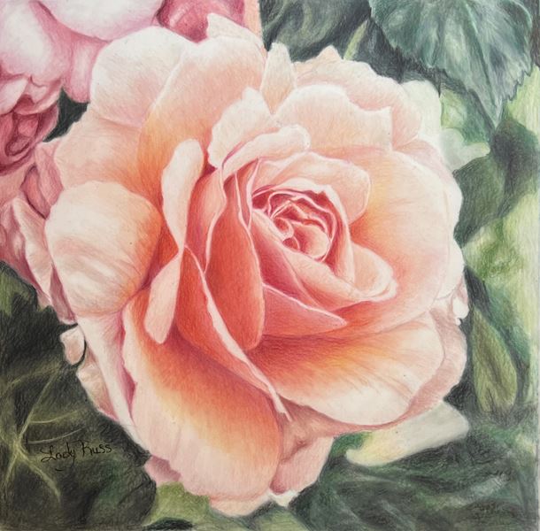 Royal Welcome Rose with Lady Russ