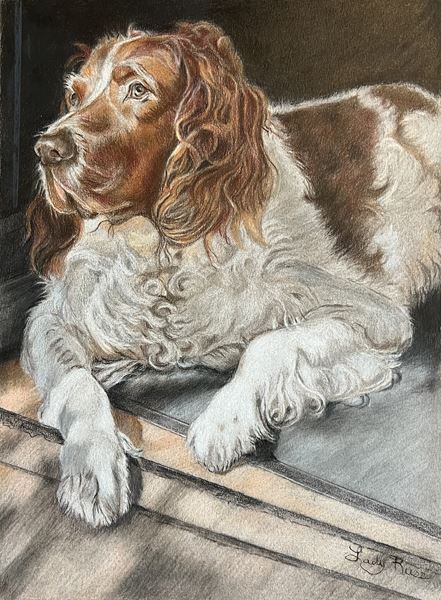 Spaniel in Colored Pencils with Lady Russ