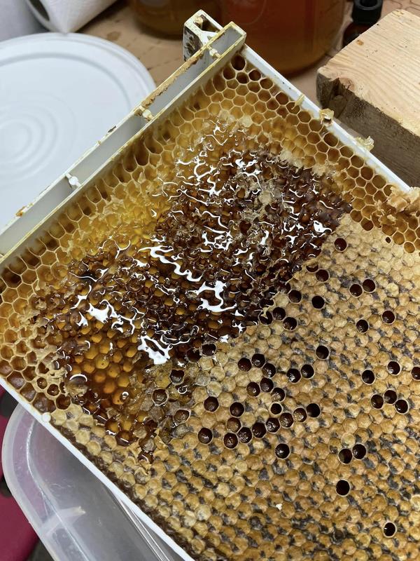 Conference Sponsor - Honey Level