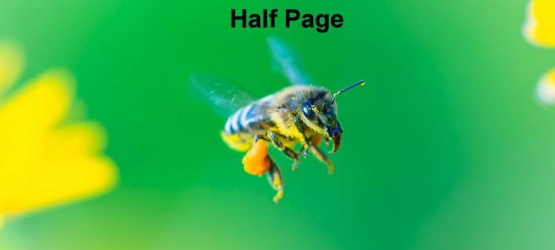 Conference Program Ad - Inside Half Page