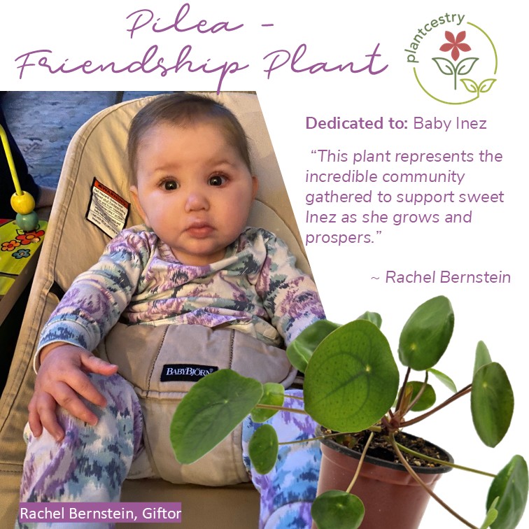 Dedication Baby Inez