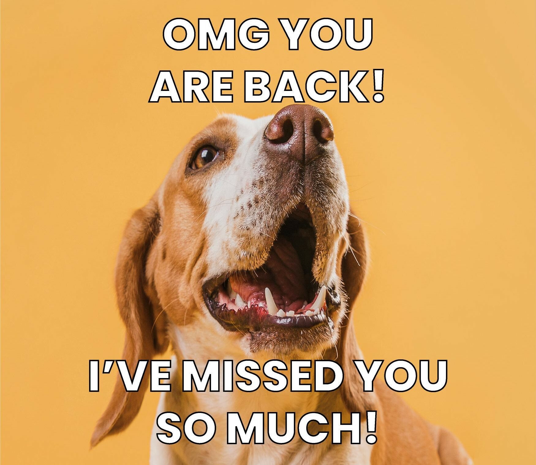 Dog_missed_us.jpg