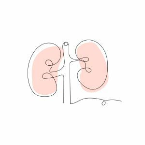 Line drawing of kidneys