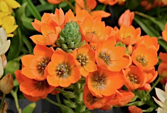 Ornithogalum 