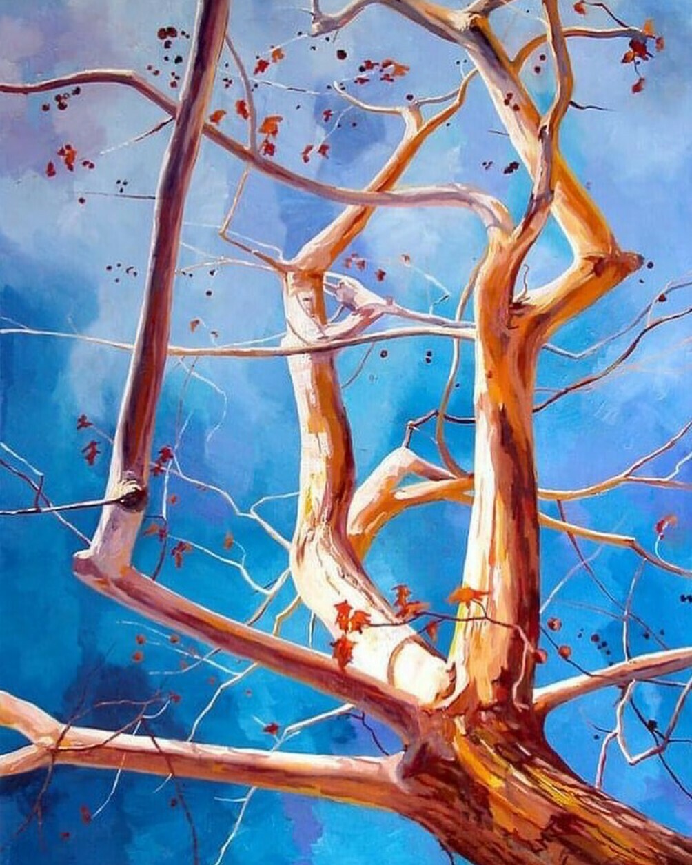 PLATANUS OCCIDENTALIS