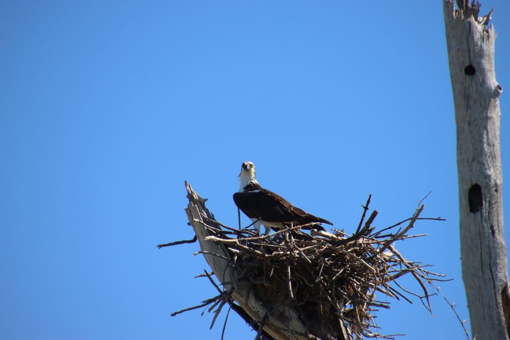 Osprey