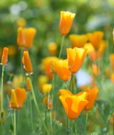 Poppies
