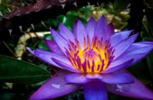lotus_1.jpg (edited)