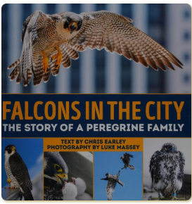 FalconsInTheCity1