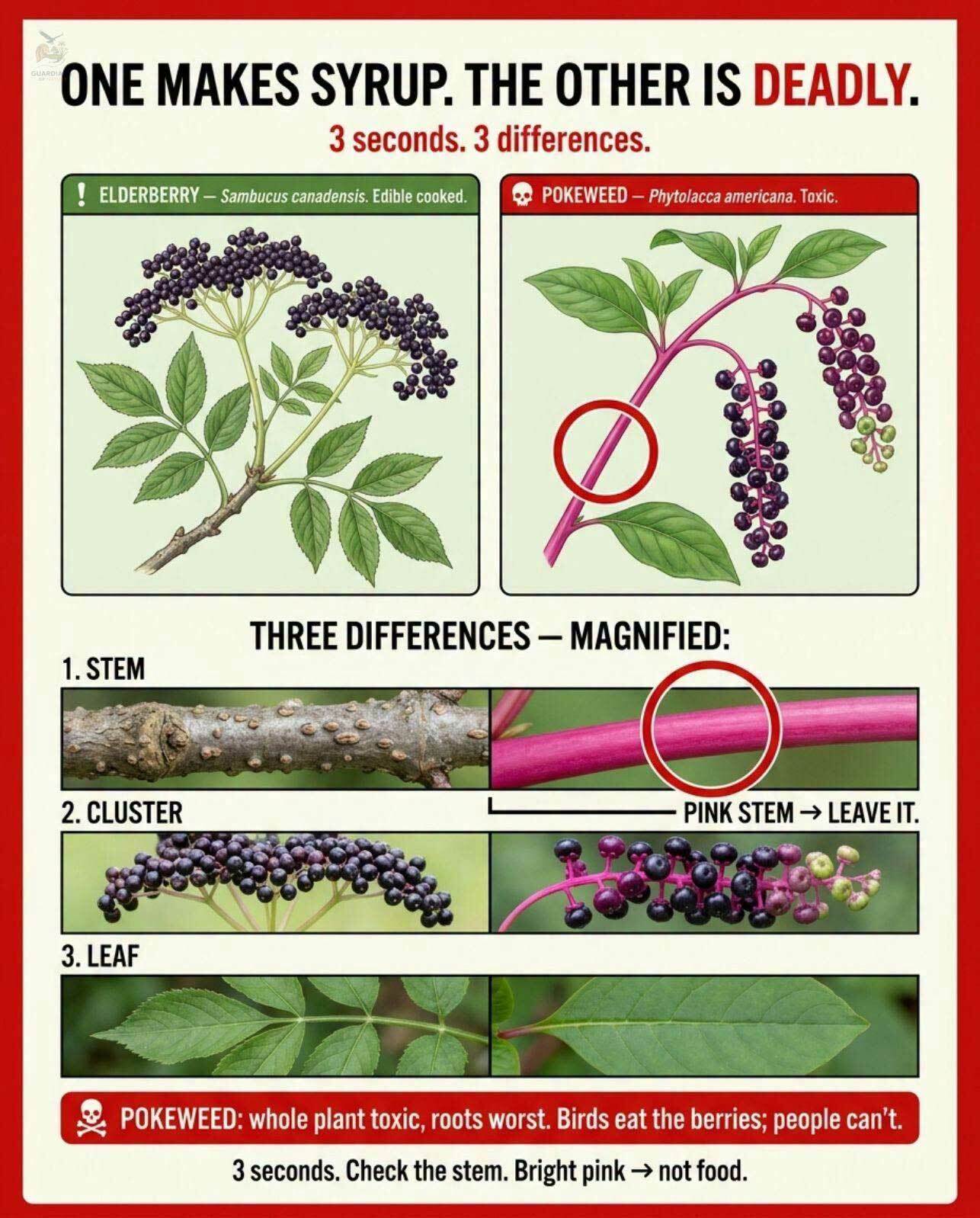 amn-meme-summer-berries.jpg