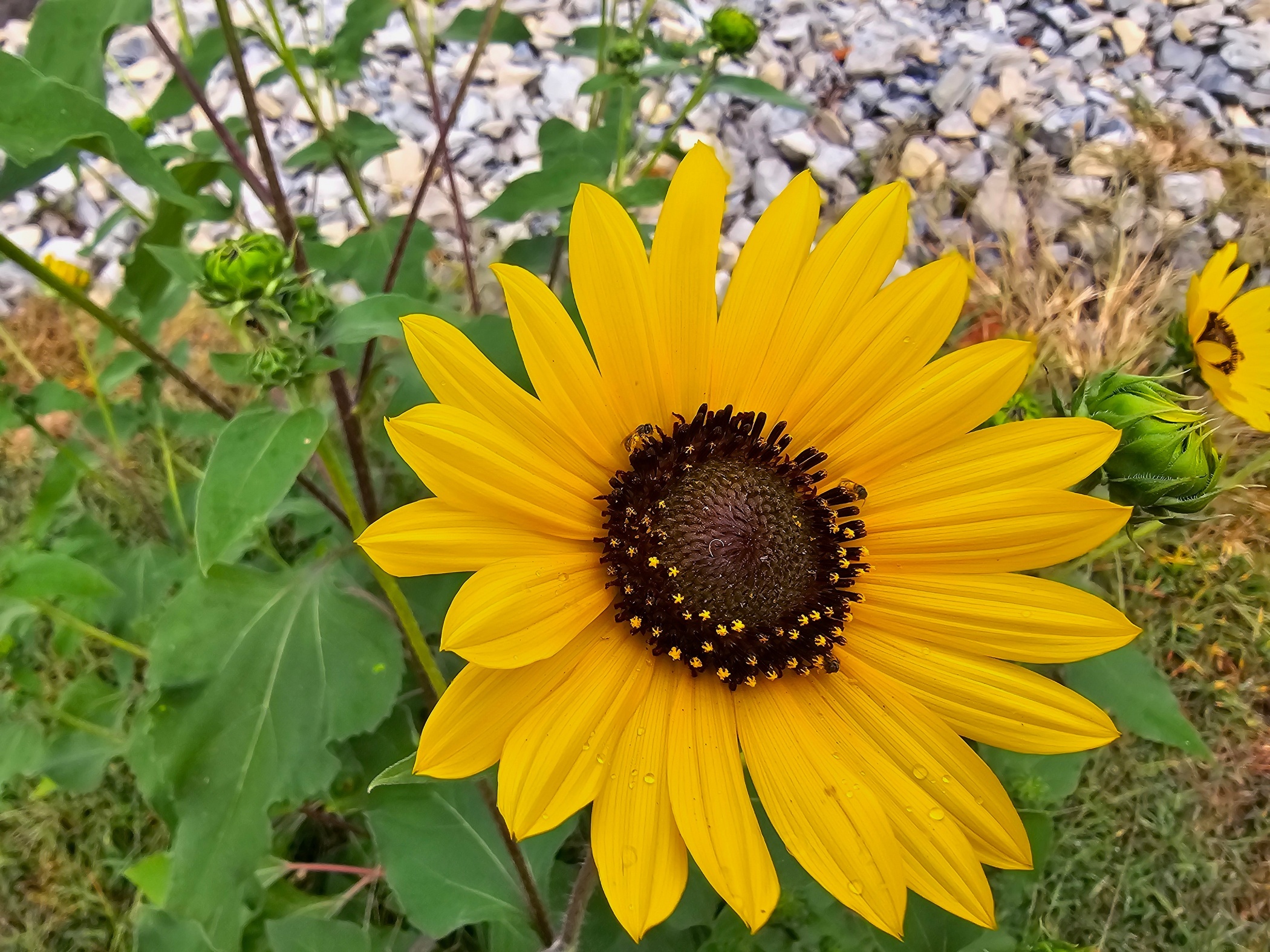 crpollinator_JArtichoke_tmpg.jpg