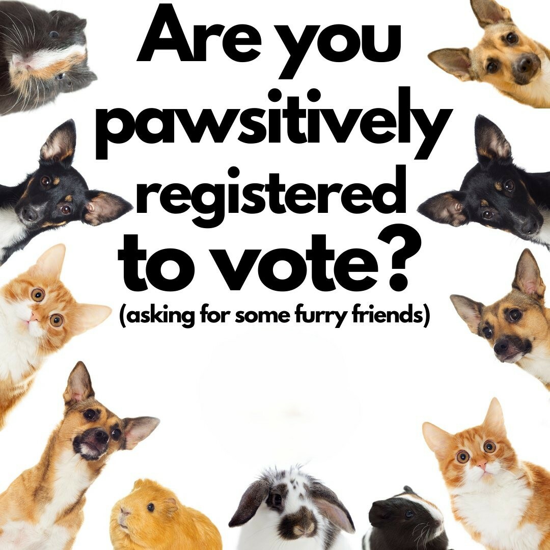 xvote-ready-dogs-no-logo-1080x1080.jpg