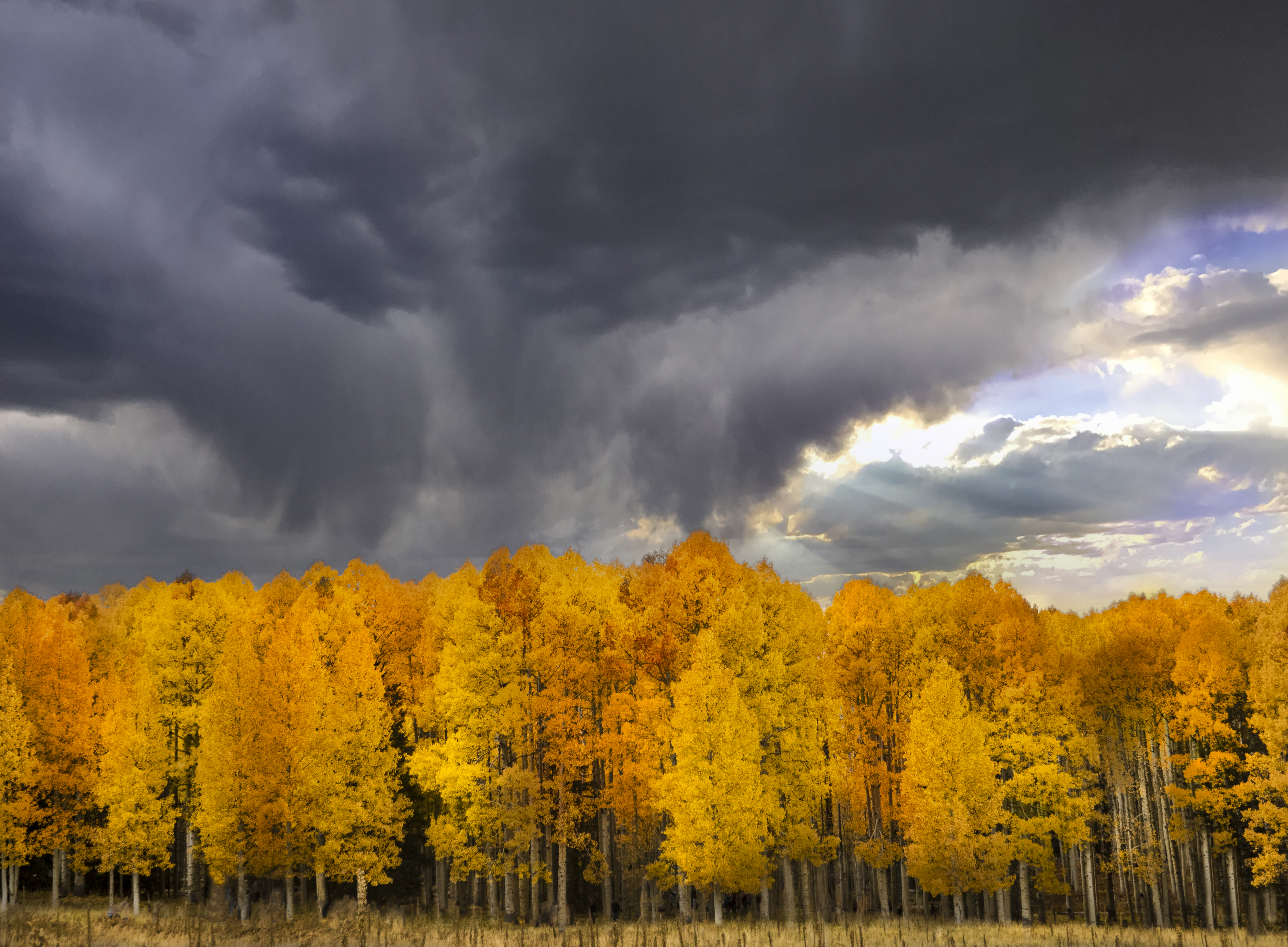 PPlummer_Fall_Storm_over_Aspens_1322175191.jpg