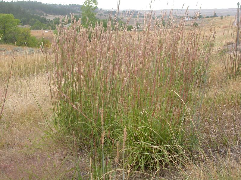 Prairie Grass Flat
