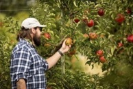 Bellewood Farms Apples