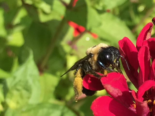 bee on red flower
