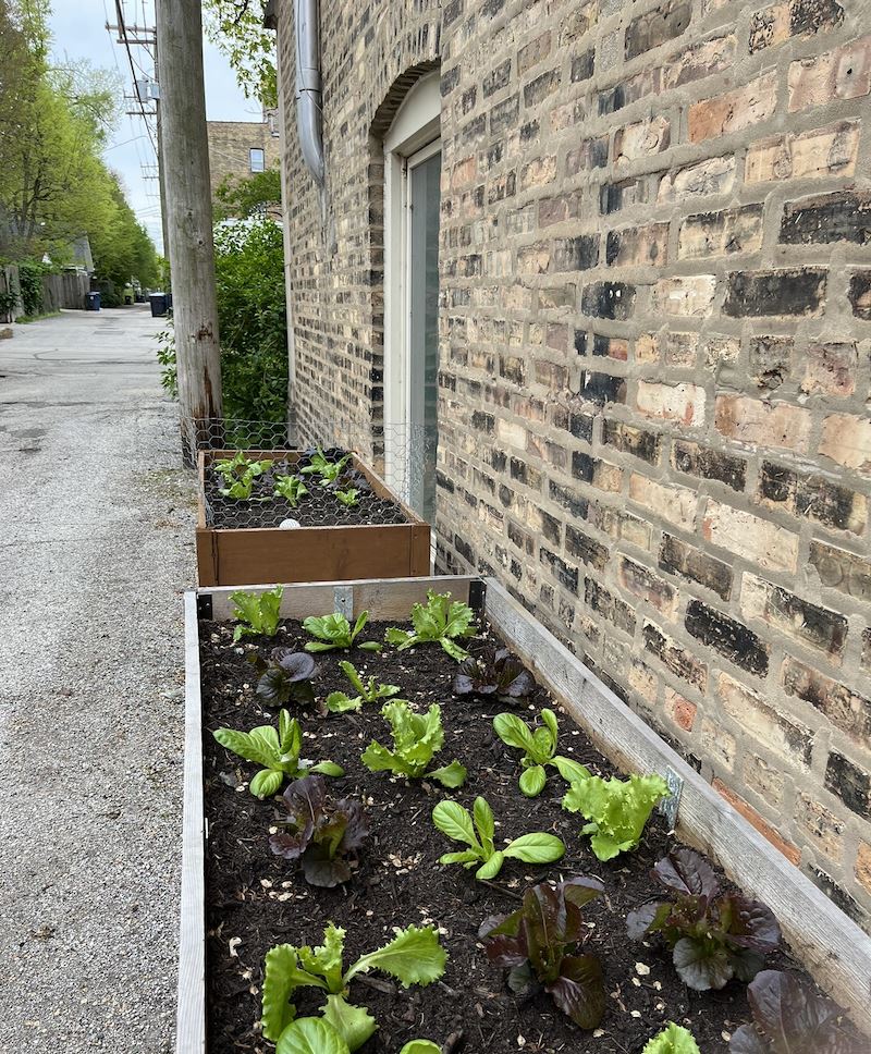 Container garden in a South Evanston aley