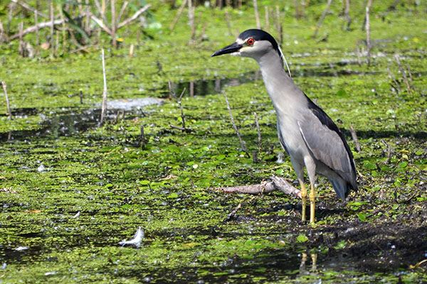 Black-crowned Night Heron– Photo courtesy of the League of Women Voters Lake Michigan Region