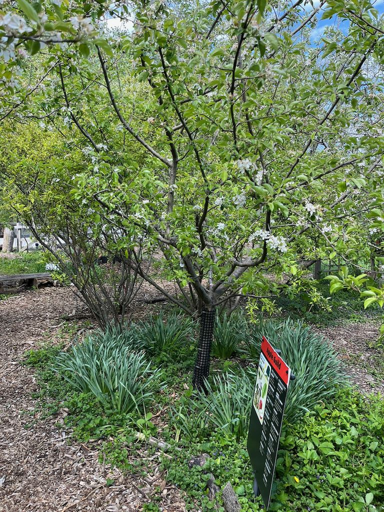 Flowering apple tree at Eggleston Park
