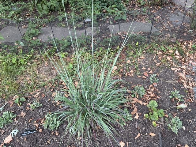 Green folliage with leaves