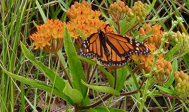Monarch and butterfly weed at the Clark St Beach