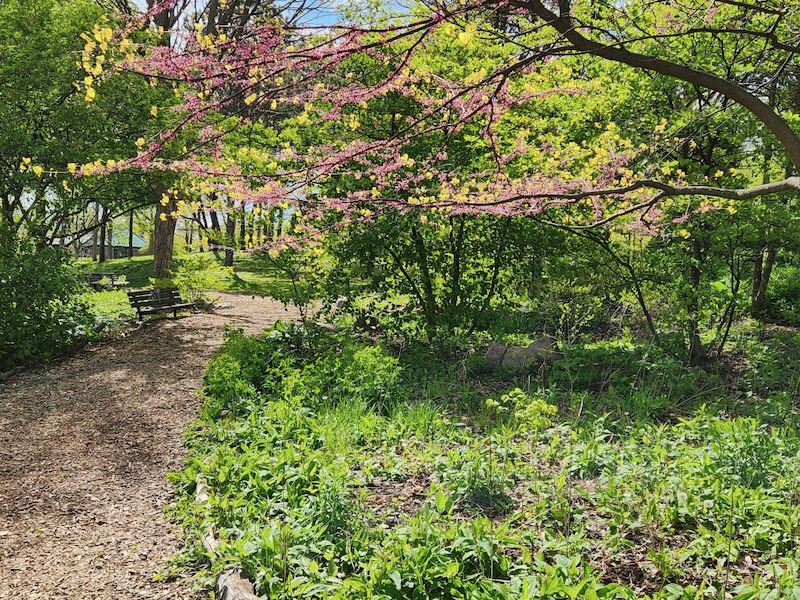 Springtime path through Ladd Arboretum