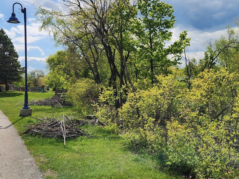 Twiggs Park after brush removal by volunteers