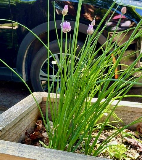Onions in a box along the sidewalk