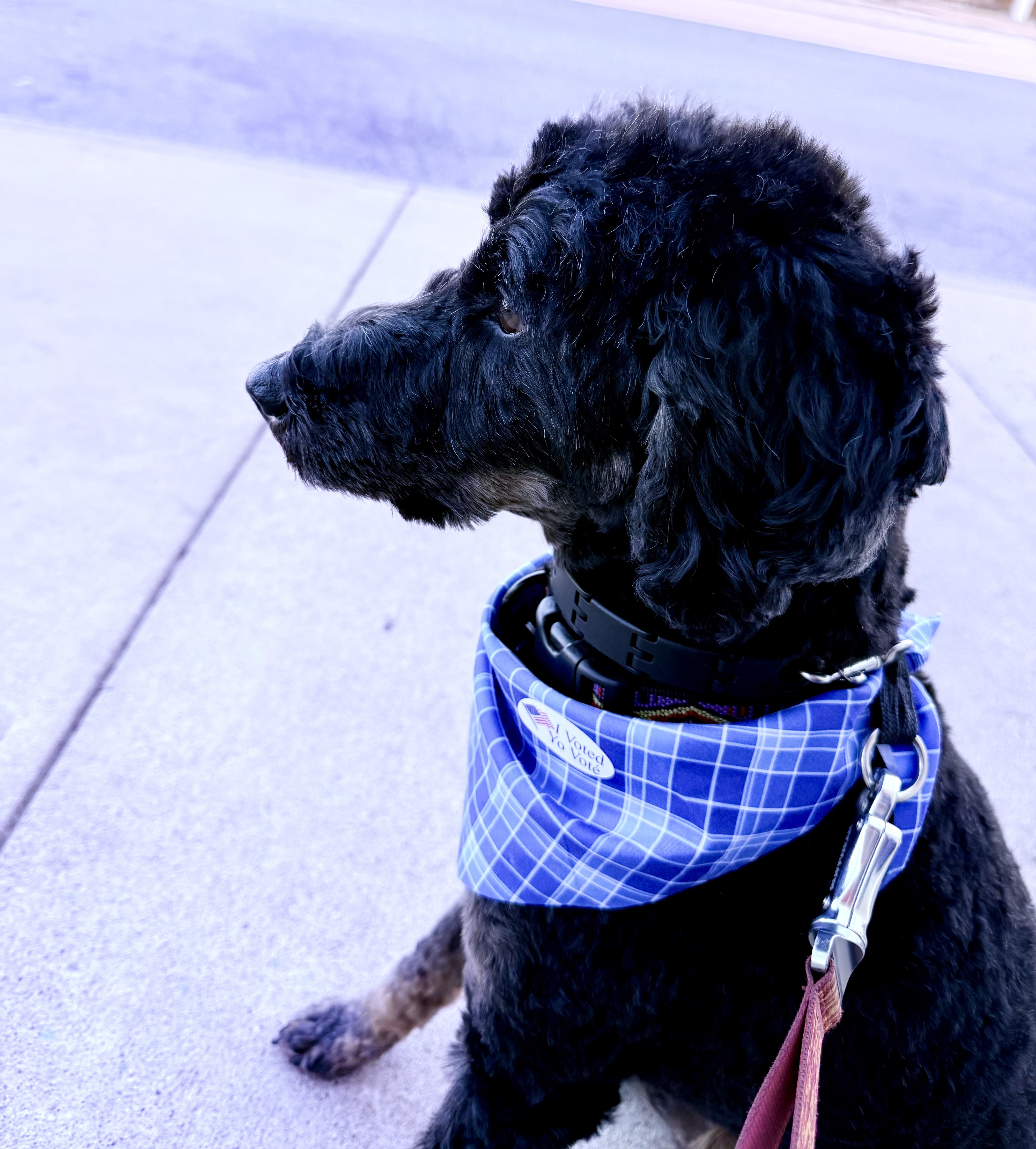 Franklin with "I voted" sticker