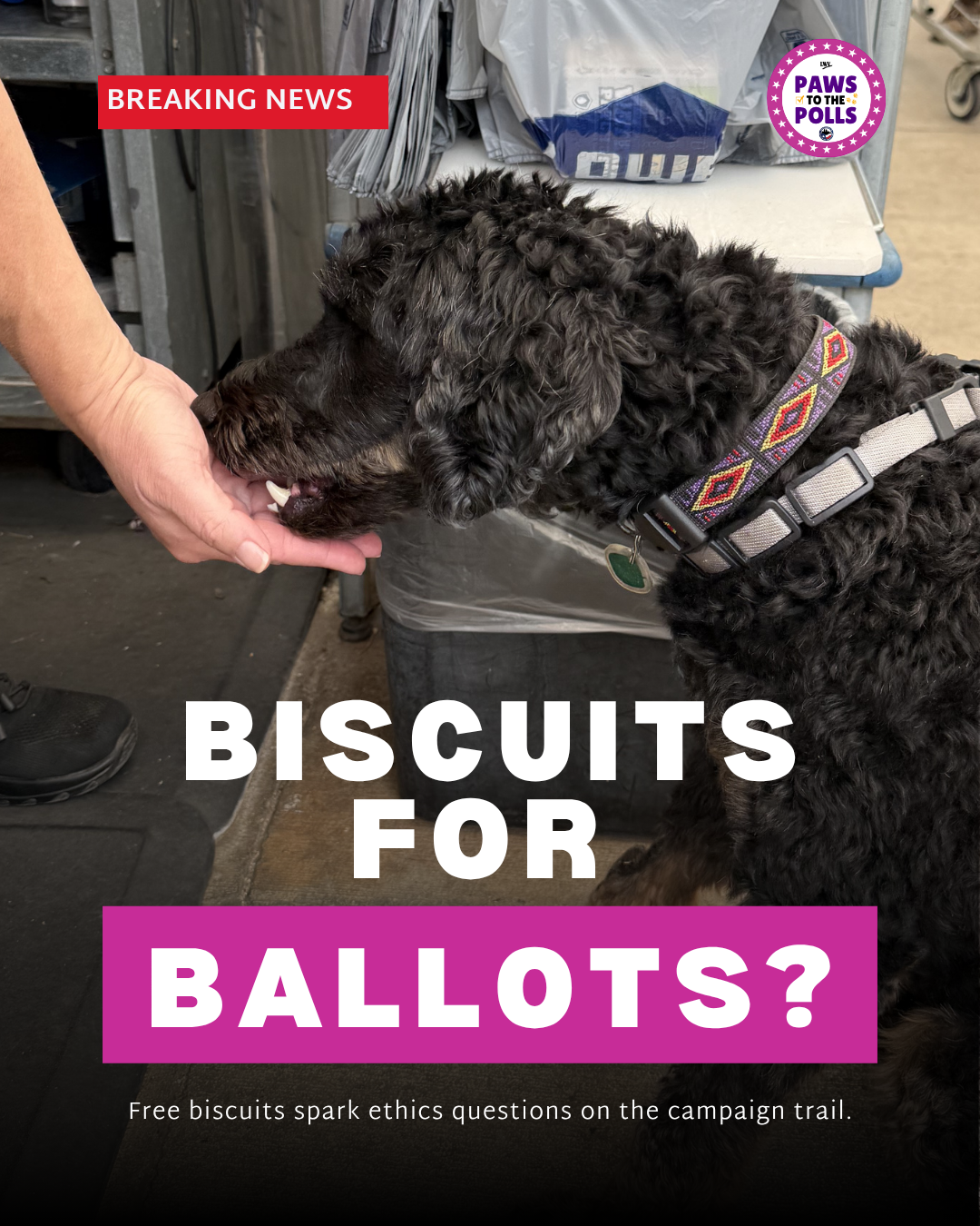 Dog eating a biscuit