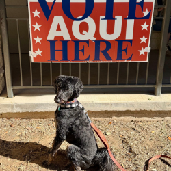 Dog with Vote Here sign