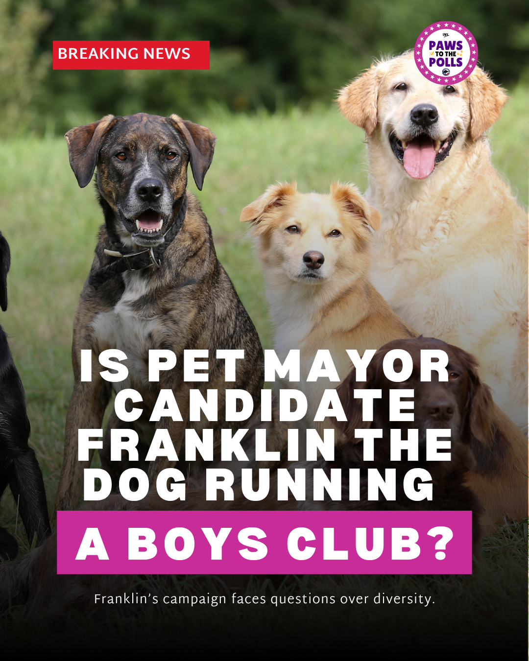 Dog Boys club PAWS