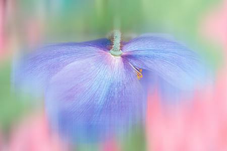 Adamsky_Poppy_1228417072.jpg