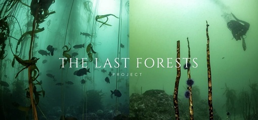 LastForest.jpg