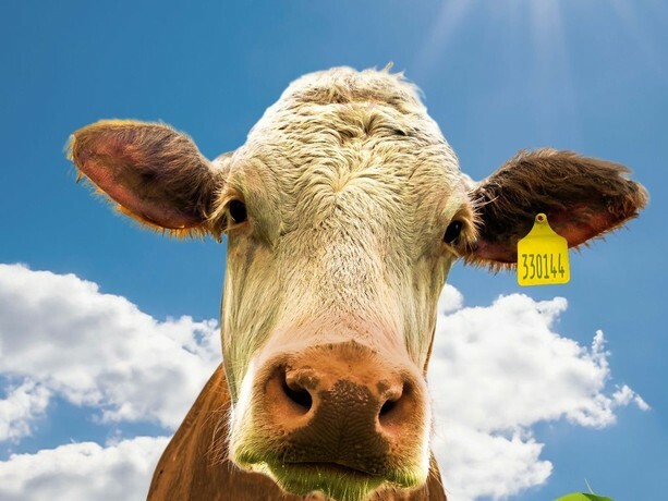cow.jpg