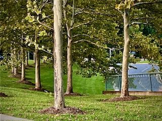 Row of trees mulched into volcano mounds outside Fairfax County's Government Center