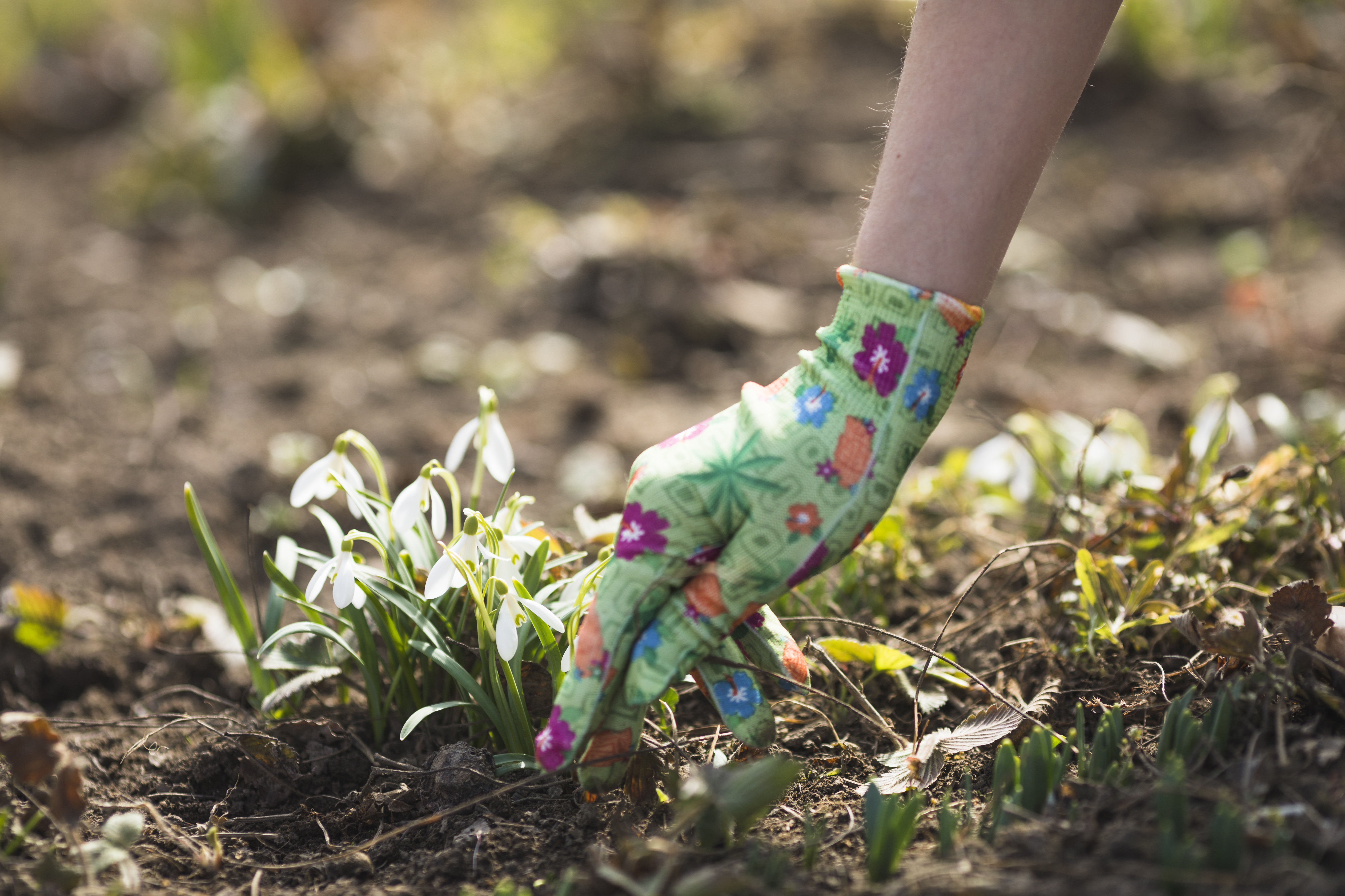 2026_gardening