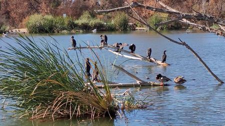 Sepulveda_Dam_Wildlife_Refuge