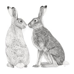 Painted rabbits